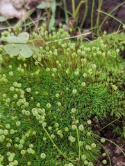 Bartramia nothostricta