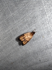 Psilocorsis quercicella