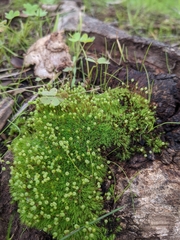 Bartramia nothostricta