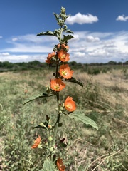 Sphaeralcea incana