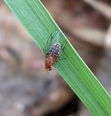 Sciadocera rufomaculata