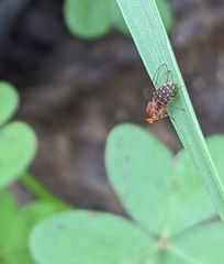 Sciadocera rufomaculata