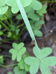 Sciadocera rufomaculata