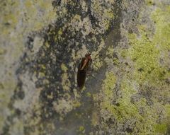 Allophylopsis