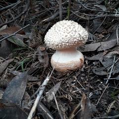 Amanita pyramidifera