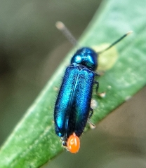 Tenerus chalybaeus