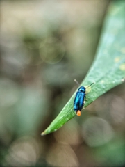 Tenerus chalybaeus