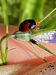 Geocoris erythrocephalus