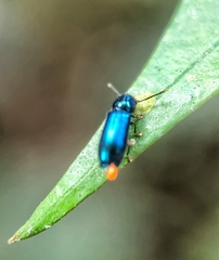 Tenerus chalybaeus