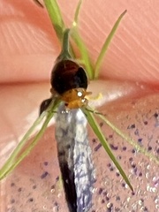 Geocoris erythrocephalus