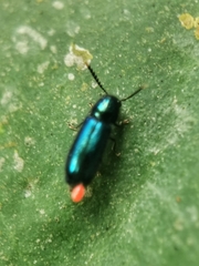 Tenerus chalybaeus