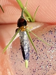 Geocoris erythrocephalus