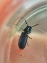 Tenerus chalybaeus
