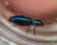 Tenerus chalybaeus