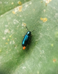Tenerus chalybaeus