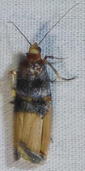 Dasypyga alternosquamella