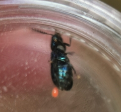 Tenerus chalybaeus