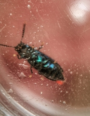 Tenerus chalybaeus