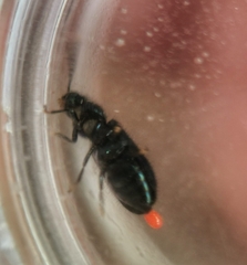 Tenerus chalybaeus