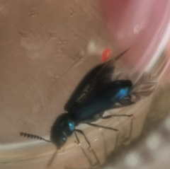 Tenerus chalybaeus
