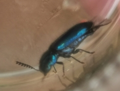 Tenerus chalybaeus