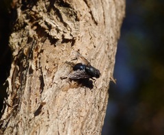 Calliphoroides antennatis