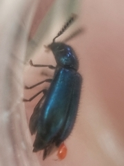 Tenerus chalybaeus