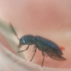 Tenerus chalybaeus