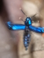 Tenerus chalybaeus