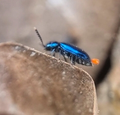 Tenerus chalybaeus