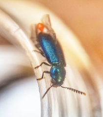 Tenerus chalybaeus