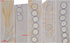 Scutellinia minor