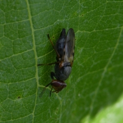 Tetanops