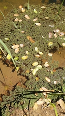 Azolla microphylla