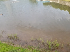 Cyprinus rubrofuscus