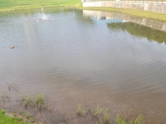 Cyprinus rubrofuscus