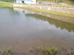 Cyprinus rubrofuscus