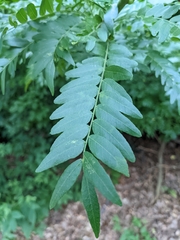 Gleditsia triacanthos