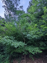 Gleditsia triacanthos