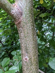 Gleditsia triacanthos