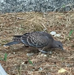 Streptopelia orientalis