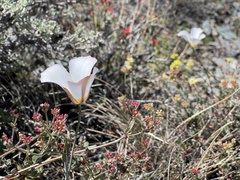 Calochortus panamintensis
