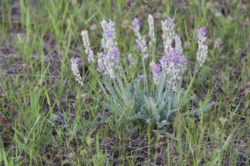 Oxytrope resplendissante