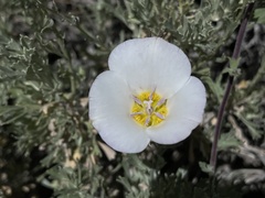 Calochortus panamintensis