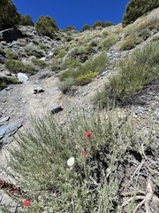 Calochortus panamintensis
