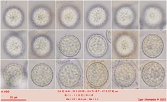 Scutellinia minor