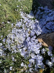 Phlox pulvinata