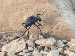 Megetra