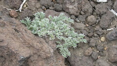 Oxytropis pumilio