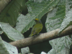Euphonia xanthogaster